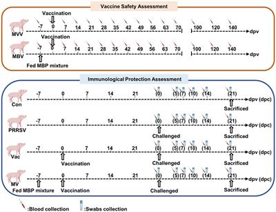 Protection efficacy and the safety of the synergy between modified Bazhen powder and PRRSV modified-live virus vaccine against HP-PRRSV in piglets